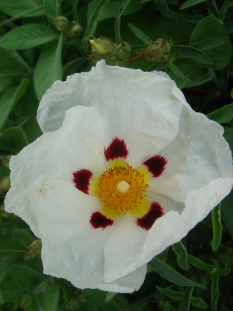 Cistus x purpureus 'Allan Fradd' P19